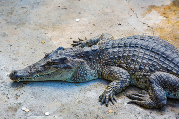 Crocodiles in the pool on a crocodile farm close-up.