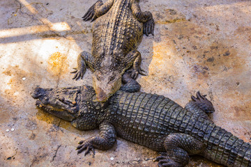 Crocodiles in the pool on a crocodile farm close-up.