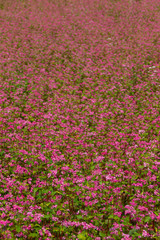 Naklejka premium 赤そばの里／長野県箕輪町