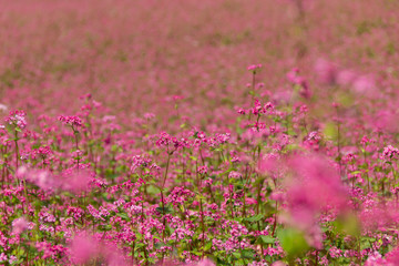 赤そばの里／長野県箕輪町