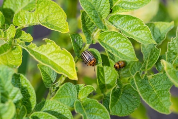 The Colorado Potato Beetle destroying the potato leaves on the field is removed by close-up.