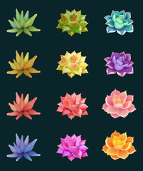 Set of isolated flowers succulents, illustration of floral elements on background, can be used for greeting card or wedding invitation, natural cosmetics, health care, yoga center and other design