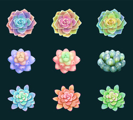 Set of wonderful isolated flowers succulents, illustration of floral elements, can be used for greeting card or wedding invitation, natural cosmetics, health care, yoga center and other design