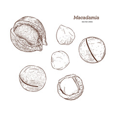 Collection of macadamia, hand draw sketch vector.