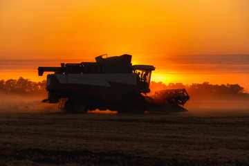 Combine harvester harvests wheat at sunset. 