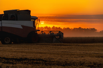 Combine harvester harvests wheat at sunset. 