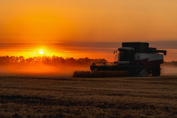 Combine harvester harvests wheat at sunset. 