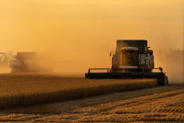 Combine harvester harvests wheat at sunset. 