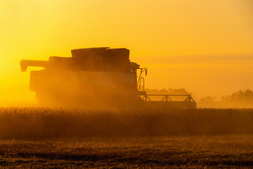 Naklejka premium Combine harvester harvests wheat at sunset. 