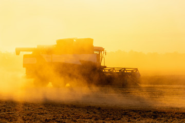 Fototapeta premium Combine harvester harvests wheat at sunset. 