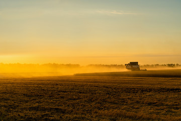 Combine harvester harvests wheat at sunset. 