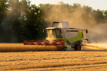 Combine harvester harvests wheat at sunset. 