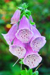 Digitalis purpurea in the garden on a green background. Closeup of a flower. © Sergey Yurchenko