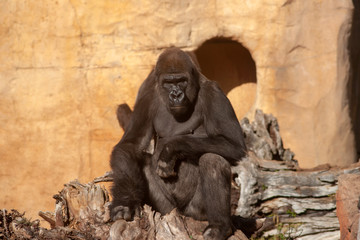 Fototapeta na wymiar animales salvajes, Gorila