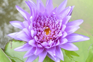 Flores Thay