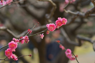 東京で食べる食事