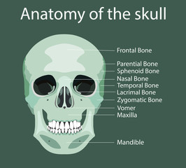 Parts of human skull, medical vector illustration
