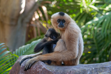 Gibón de mejillas doradas
