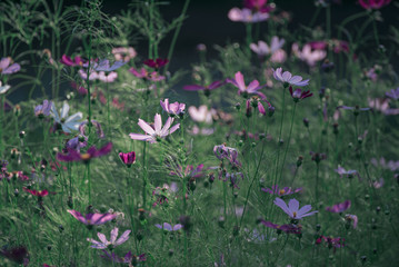 Violet tender flowers