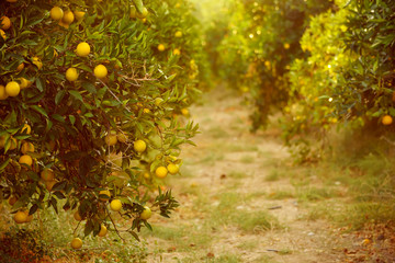 Orange garden with fruit