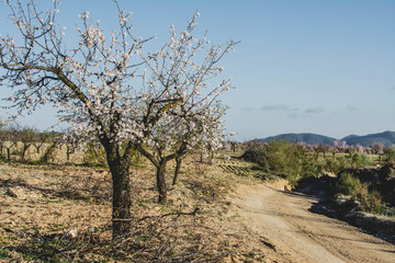 Obraz premium Fields of blossoming almond trees in Andalusian province of Almeria. Spain