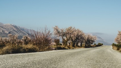 Picturesque road through blossoming almond trees in Andalusian province of Almeria. Spain.
