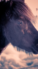 Koń portret horse