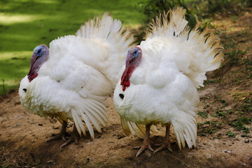 View of pair wild white turkey (Meleagris gallopavo) on the meadow
