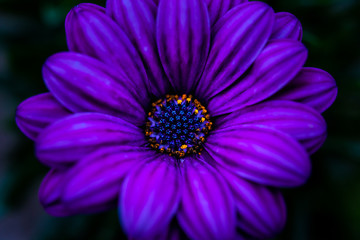 Purple flower close-up image