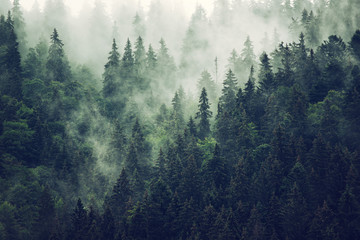 Misty mountain landscape - obrazy, fototapety, plakaty