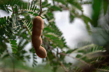 Tamarind on the tamarind tree covered with its green leaves