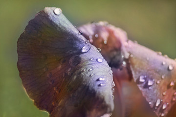 Beautiful flower with drops on petals sunny morning