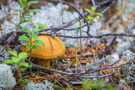 Edible yellow mushroom under pine branches grows on moss in forest.