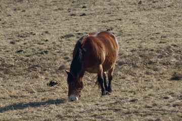 Na wypasie © tadzio1964
