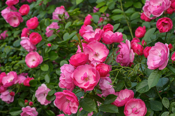 Pink roses garden