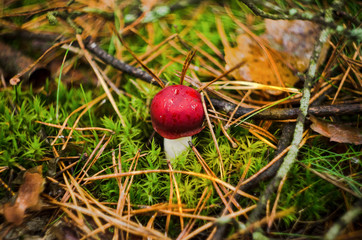 mushroom in the forest