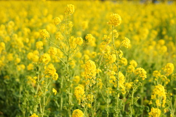 日本の春の花