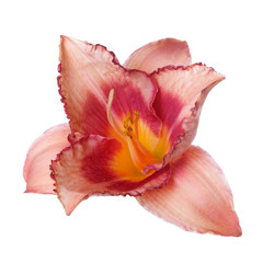 Fototapeta na wymiar Daylily flower of peach-pink color isolated on white background.