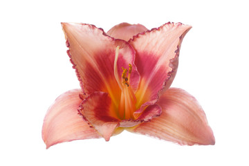 Fototapeta na wymiar Daylily flower of peach-pink color isolated on white background.