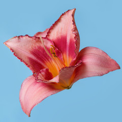Fototapeta na wymiar Daylily flower peach-pink color isolated on blue background.