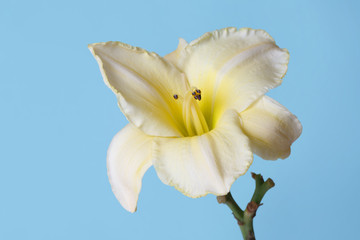 Daylily flower of gently yellow color isolated on blue background.