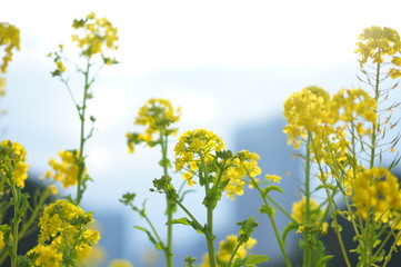Obraz premium 日本の春の花