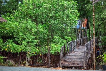 Fototapeta premium The background of the jetty, the waterfront village community and the wooden bridge overlooking the mangrove forest, is the beauty of nature, seen during travel.