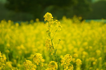 Fototapeta premium 日本の春の花