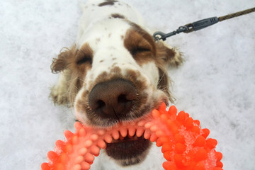 Russian Spaniel dog playing with a toy in the snow - 249848401