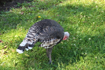 Turkey Grazing, Fort Edmonton Park, Edmonton, Alberta