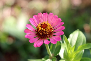 Zinnia flower with fully open blooming single layered pink petals with yellow center surrounded with green leaves in local garden on warm sunny day