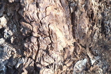 background wood natural centuries-old tree located in the Park, the colors in the spectrum of brown. textured pattern