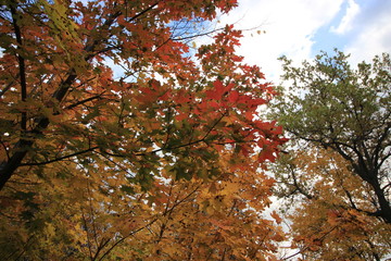 tree in autumn