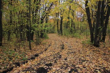 Obraz premium autumn in the forest